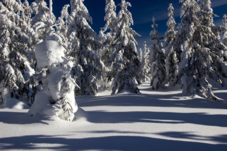 19. 1. 2019. Konečně zase na zasněžené Šumavě.