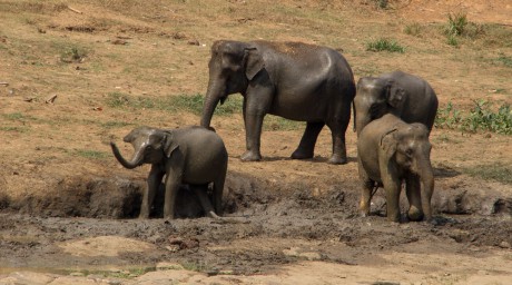 Sloni v Pinnawale.