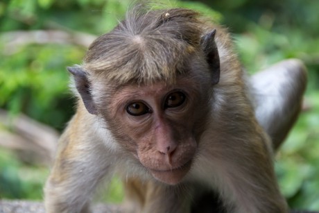 Makak bandar (Macaca sinica) je Srí Lanský endemit.