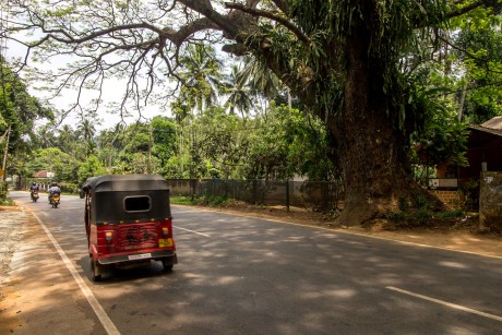 Cestou do Kandy na obědě.