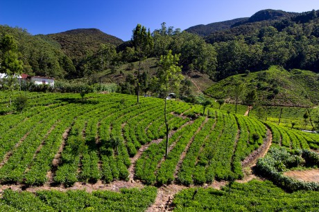 Čajové keře na svazích vysokých hor.
