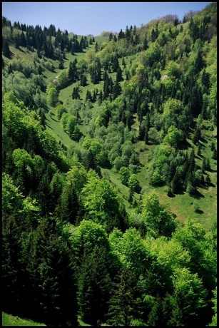 Lesy Velké Fatry.