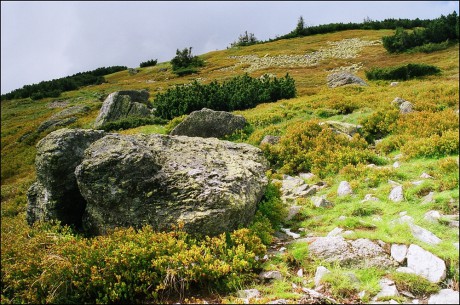 Cestou na Prašivou konečně vycházíme z prosáklé kosodřeviny.